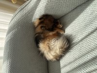 Pomeranian köpeğimiz leo