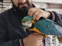 4 Aylık El Besleme Bebek Macaw İsteyenler Kaçırmayın