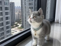 British Shorthair Bicolor