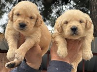 A kalitede birbirinden güzel golden retriever yavrularımız