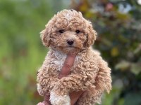 Aşılı Teacup Show Kalite Maltıpoo