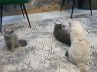 3 Aylık Scottish Straight Son 1 Adet Kaldı
