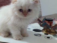 Teslime hazır scottish fold yavrular