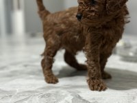 Toy poodle anne altında yavrularımz