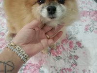Pomeranian Boo çifti