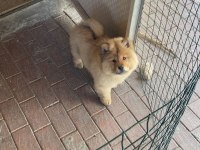 Chow chow yavru