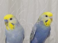 Çift muhabbet kuşları