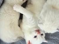 British shorthair red point