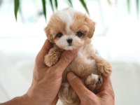 ANKARANIN EN ELİT SAĞLIKLI MALTİPOO YAVRULARI