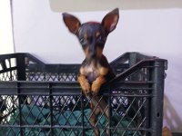 0 numara dişi pinscher çok ufak olacak