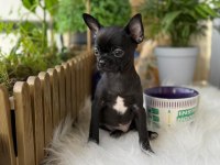 3 aylık erkek yavru chihuahua