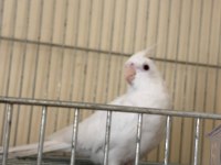 ALBİNO ERKEK ÖZEL MUTASYON WF DİŞİ İKİ GENÇ SULTAN