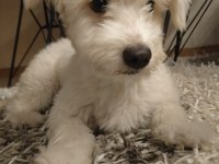 Şilamıza yeni yuva arıyoruz maltese terrier