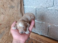 Kıvırcık tüylü Toy Poodle ve Maltipoo yavrular