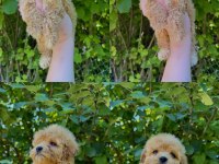 ORJİNAL MİS TURKEY MALTİPOO YAVRULAR YENİ YUVALARINA HAZIR
