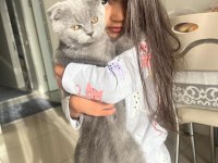 Acil sahiplendirilecek scottish fold