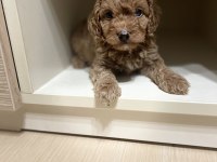 Ev Doğumlu Sağlık Garantili Orijinal Toy poodle yavrular