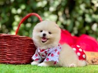 Erkek dişi pomeranian yavrular
