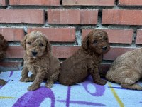 Red Brown Toy Poodle Bebekler