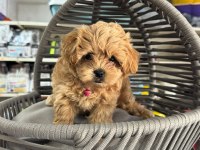 Kg Garantili Maltipoo Yavrularımız