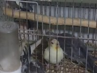Yeni yeme düşmüş sultan papağanlar