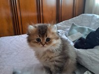 British Golden Longhair ve Silver Bebeklerimiz