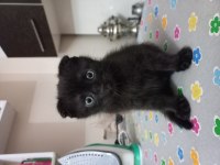 Yavru scottish fold