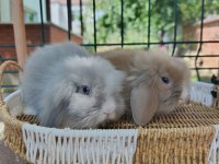 Hollanda teddy lop tavşanı yavrular