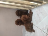6 Aylık bir karışa yakın kore poodle köpekler