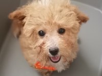 Toy Poodle 3 Aylık Dişi