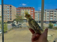 Ev Üretimi Sultan Papağanı Yavruları 5 & 3.5 Aylık
