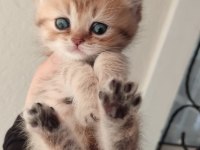 Orjinal british shorthair teslime hazır