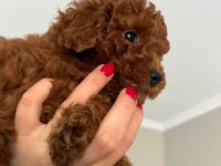 EVİMİZDEN TOY POODLE BEBEKLERİMİZ