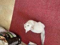 British Shorthair Erkek