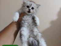 Silver Gen Yavru Kedimiz
