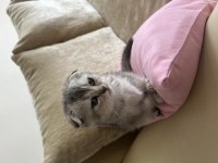 Scottish fold kedim çok oyuncu geceleri sakindir