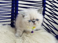 Exotic Shorthair Sevimli Yavrular