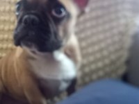 3 aylık yavru french bulldog konuşulur