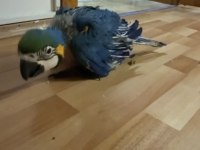 Orman bakanlığı belgeli yavru evcil sarı macaw papağanı