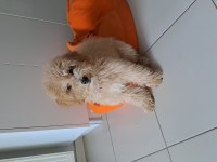 5 aylık fıstık kızım maltipoo