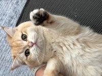 British Ny12 Erkek Kedi