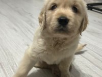 Basık burun golden retriever bebeklerim dişi