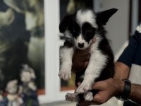 Zeka küpü border collie yavrularımız