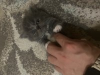 37 günlük kediler mama ve tuvalet eğitimleri var