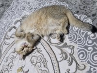 golden british shorthair kısır kedi ücretsiz