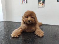 Toy Poodle 4 aylık yavru