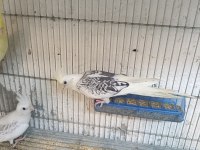 CF PEARL BİR ERKEK VE BİR DİŞİ 6 AYLIK