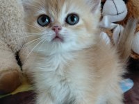 Safkan british shorthair yavrular
