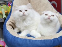 Koca kafa aslan yavrusu teslime hazır scottish fold