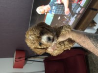A kalite mini boy Maltipoo köpekler